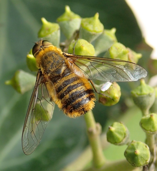 Diptera Bombyliidae Villa